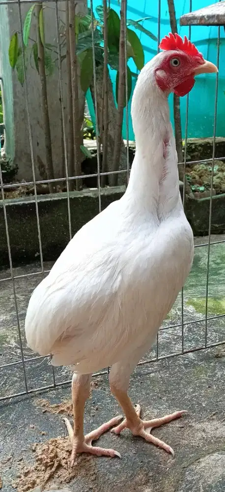 Ayam jago Tukung Putih mata putih