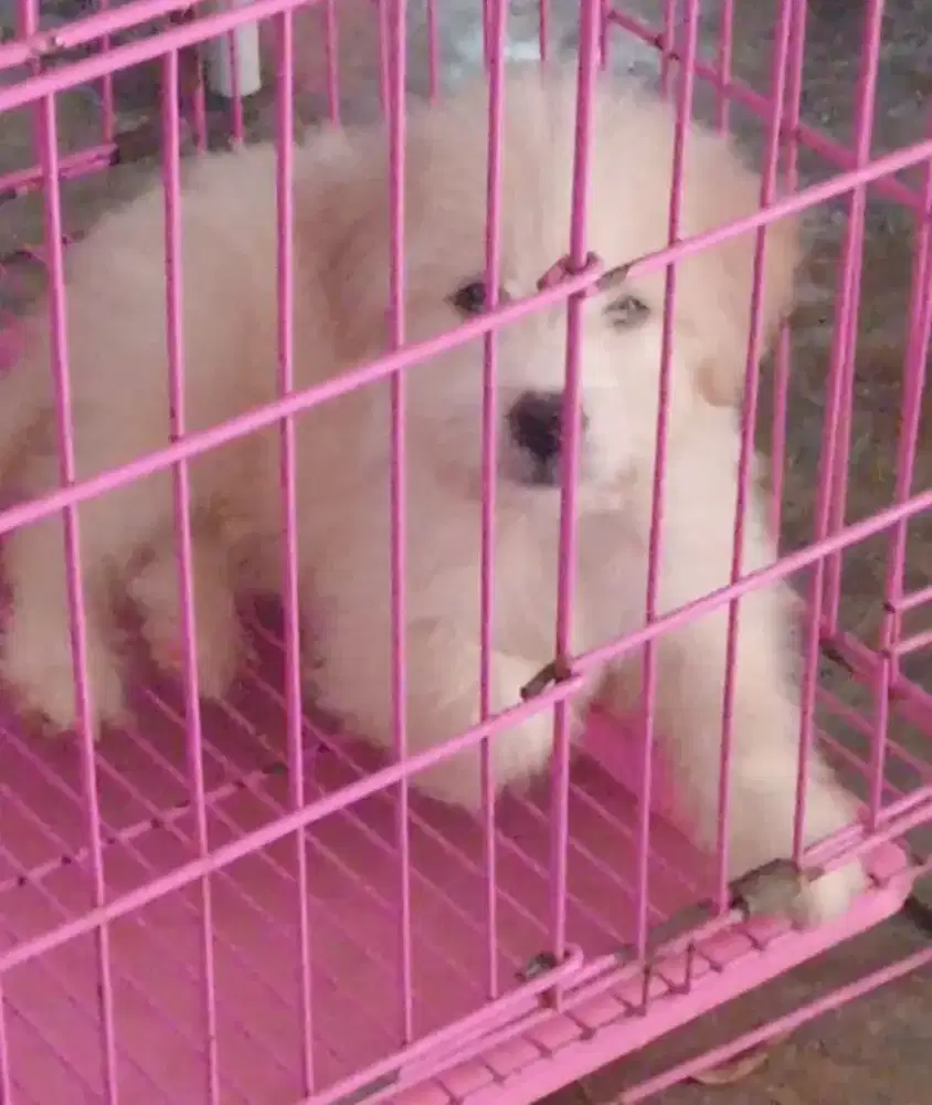 anjing puppy mix golden maltesse