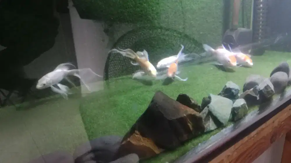 Ikan koi platinum slayer & kohaku