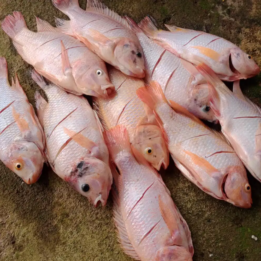 ikan nila segar konsumsi
