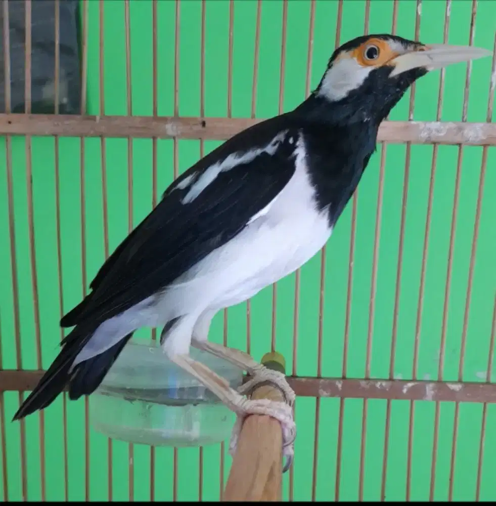 Burung jalak suren dewasa