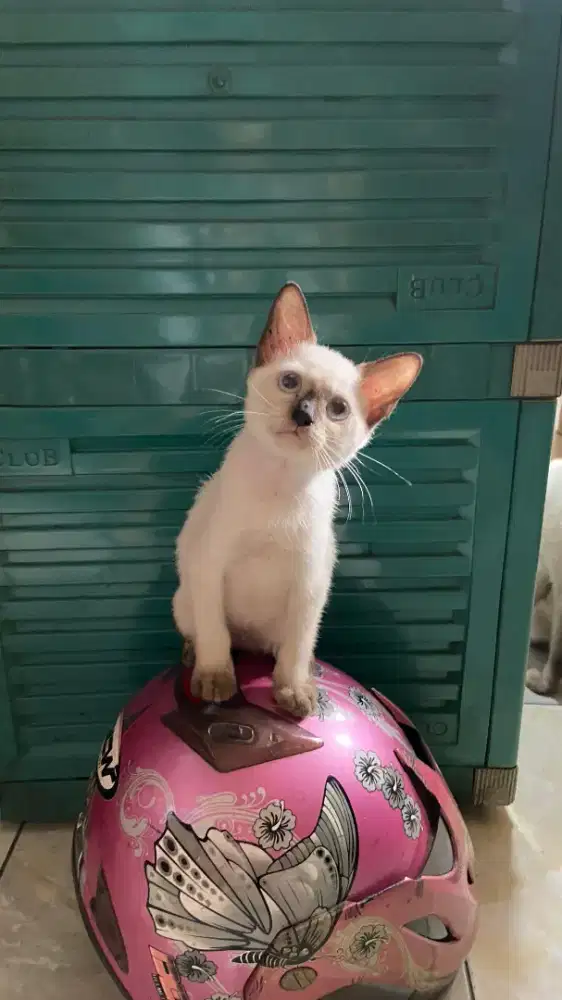 OPEN ADOPT KUCING HIMALAYA SIAM. NETT NO NEGO (BACA DESKRIPSI)