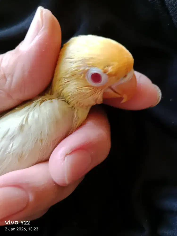 Lovebird lolohan PB PF mata merah love bird