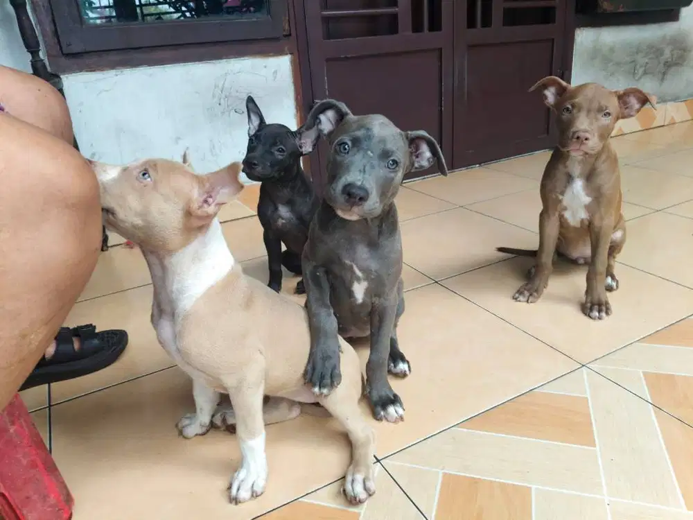 Pure American Pitbull Terrier jual ganti pakan saja!!