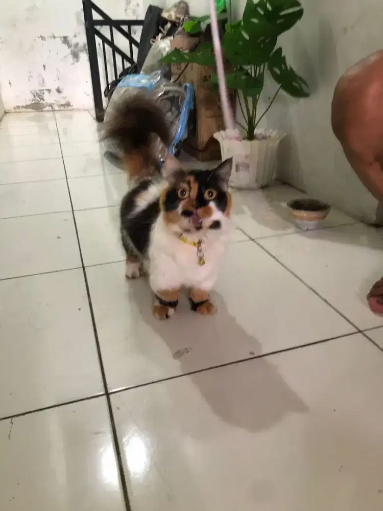 Munchkin betina, lagi birahahi