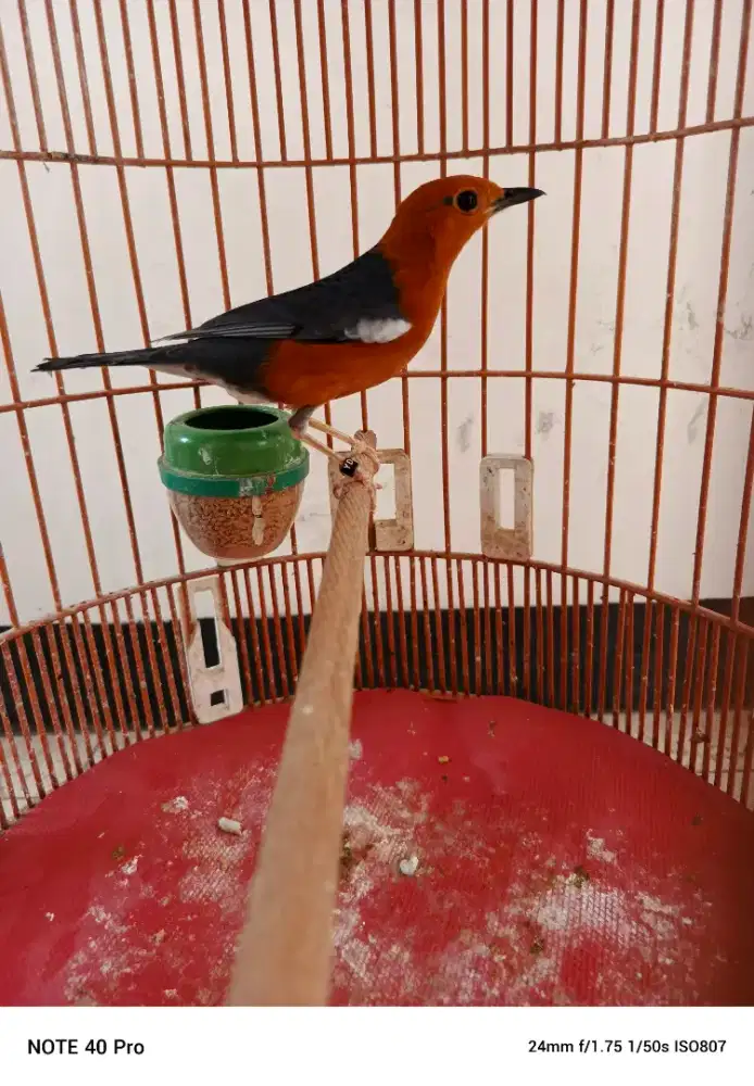 Anis merah ring yd sangkar oriq