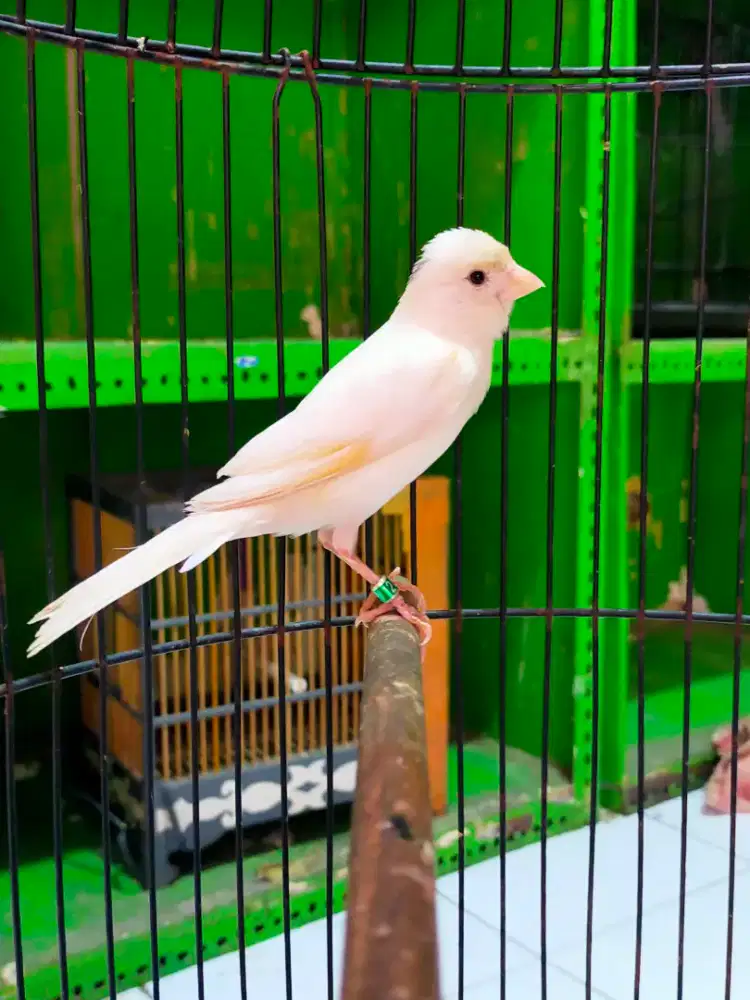 Burung kenari warna putih flek gacor door