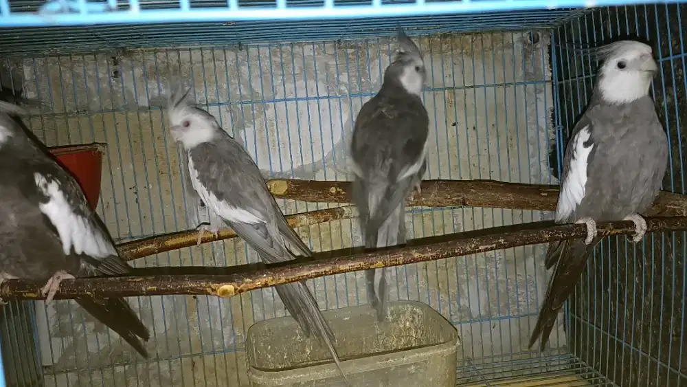 Falk jantan dewasa fallow,mata merah