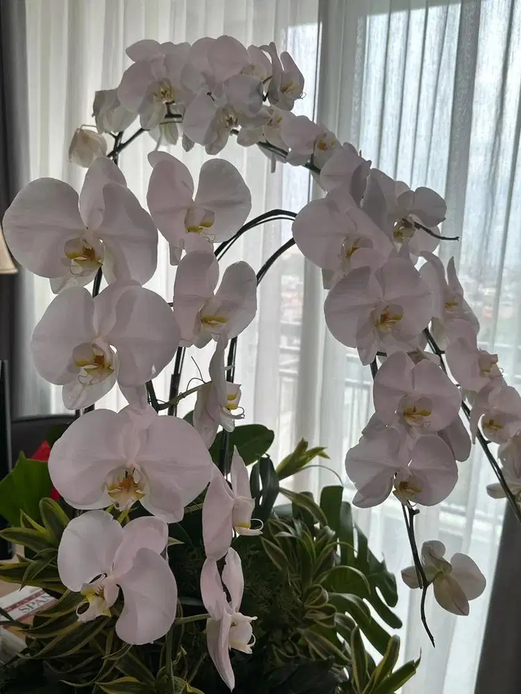 Bunga anggrek bulan warna putih