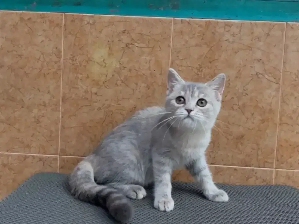 Kitten BSH nonped betina