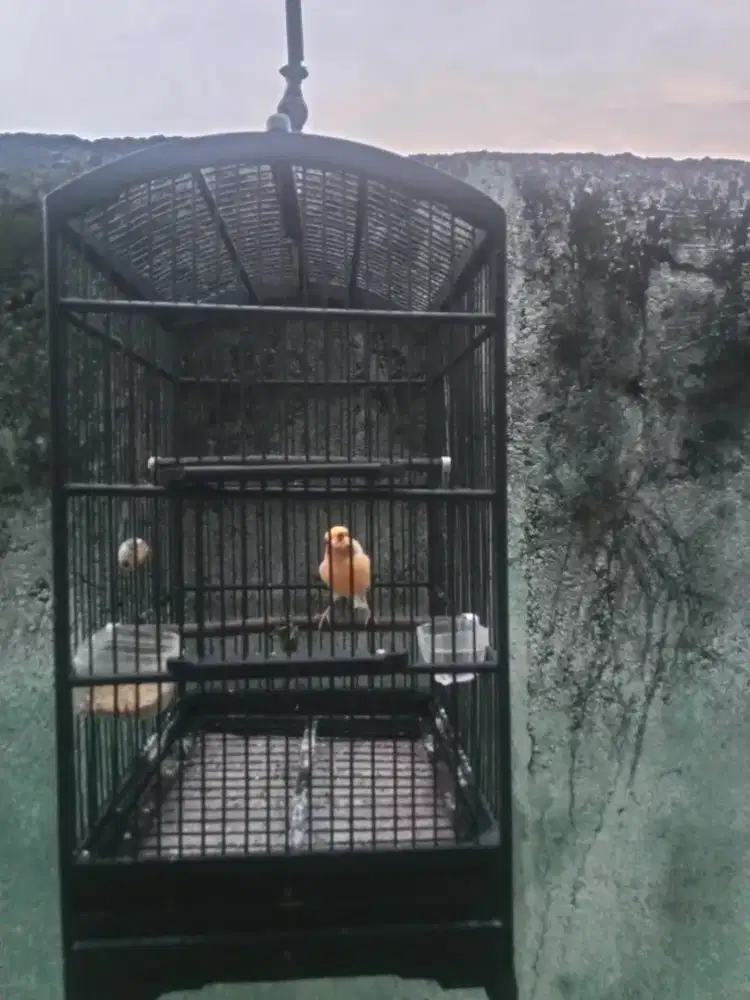 Kenari loper warna kuning bon