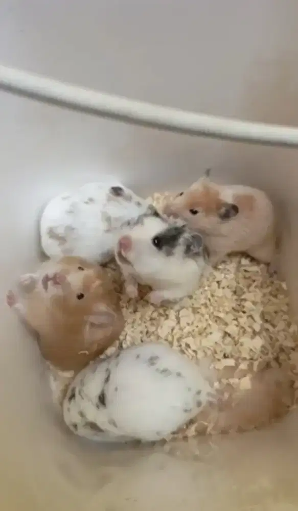 Hamster Fujiyama Jinak Sehat Aktif | Hamster Hias