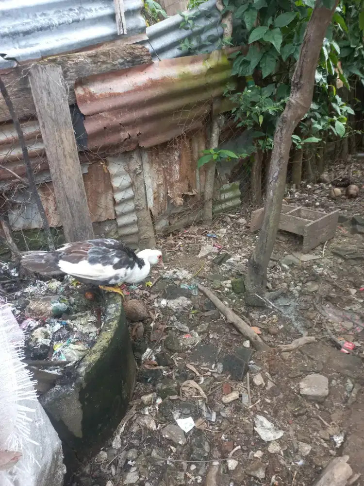 Di Jual Bebek Entok Jali