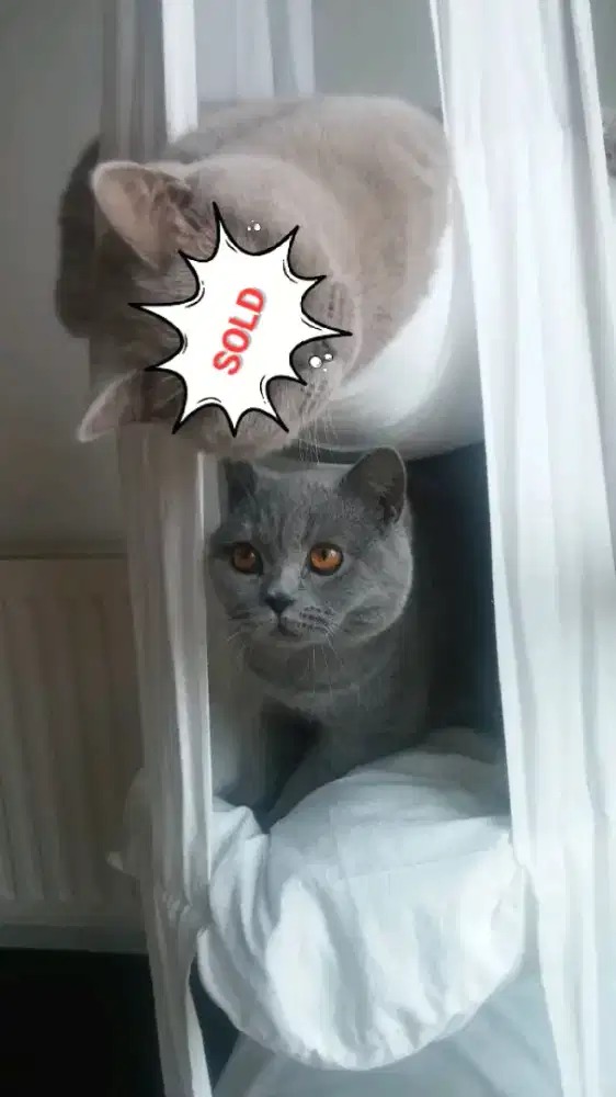 Bsh blue solid birahi(jantan)