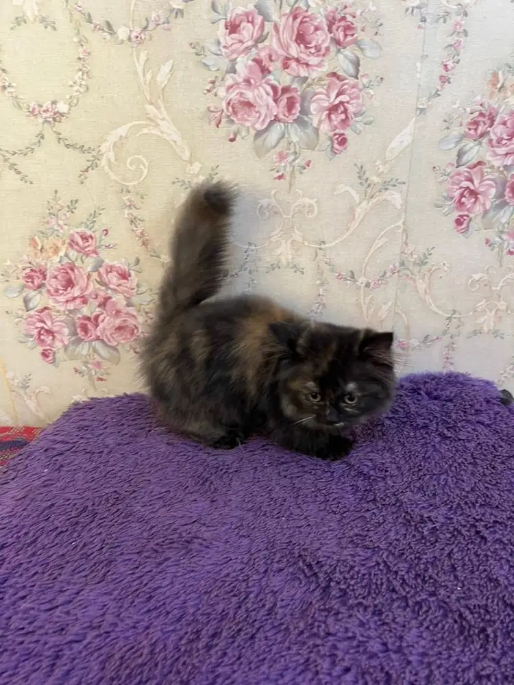 Kucing cebol munchkin