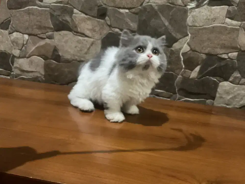 BLH munchkin betina 3 bln