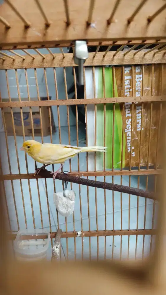 Kenari betina 2x produk siap ternak