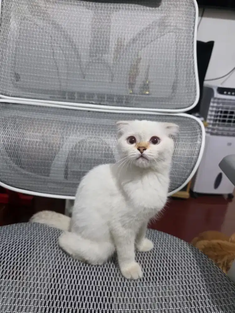 SCOOTTISH FOLD & SCOOTTISH STRAIGHT