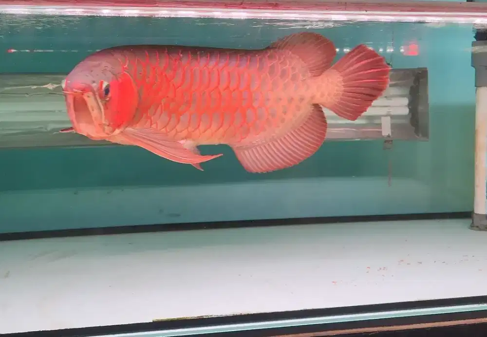 Arwana ITL super red