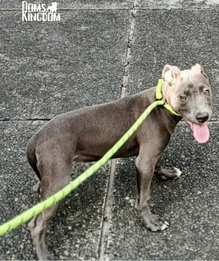 Anak Pitbull betina Blue nose/abu abu