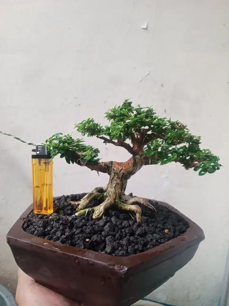 Bonsai sancang mame