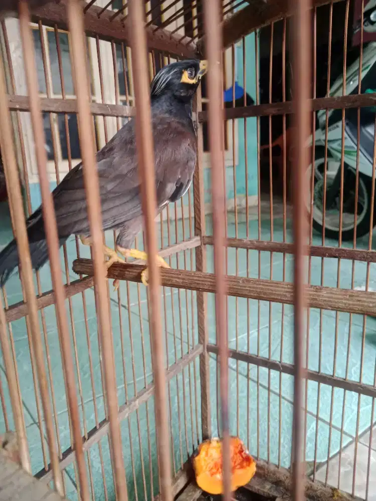 Dijual jalak Nias aktif