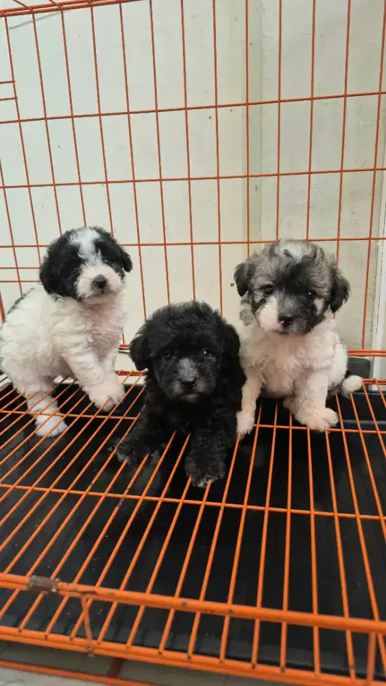 Poochon borongan all female | poodle bichon