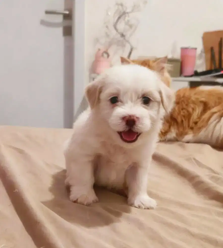 Puppy maltipo good quality