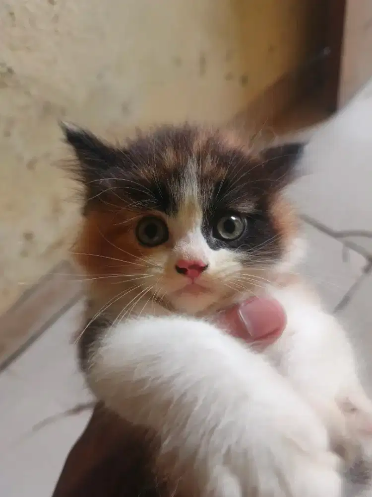 Kucing Ras Himalaya mix Flatnose