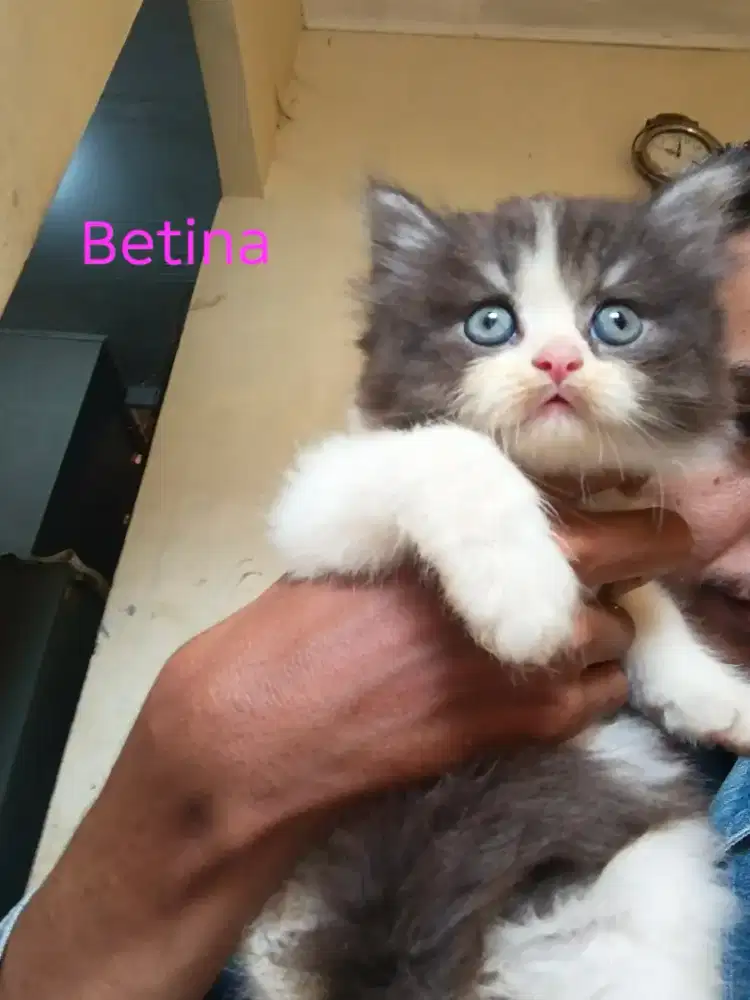 Kucing Ras Himalaya mix Flatnose