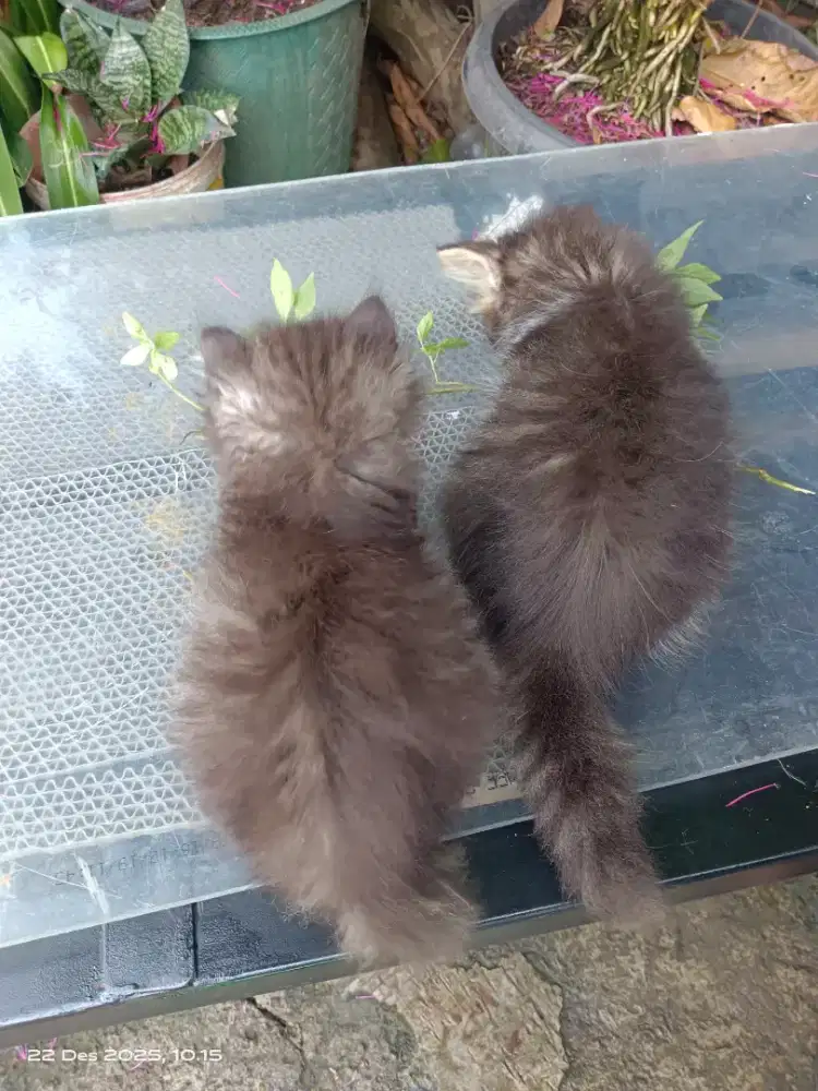 Kitten persia betina