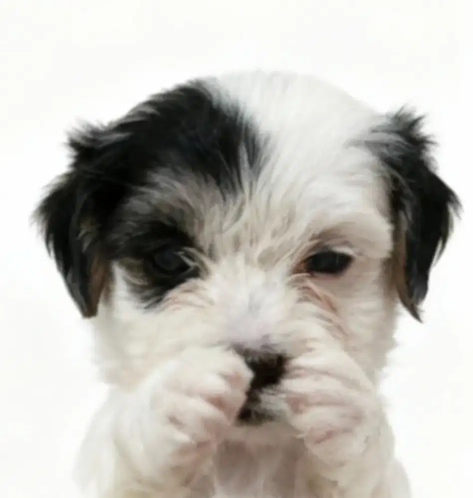 Puppy maltipo motif Sapi