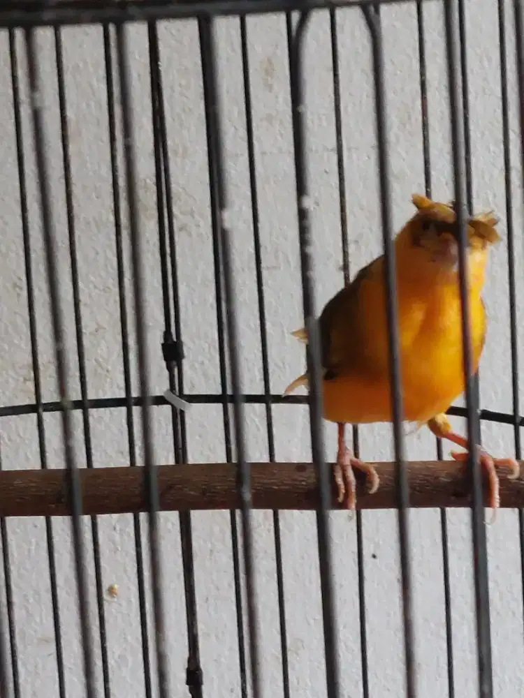 Kenari bon red jambul