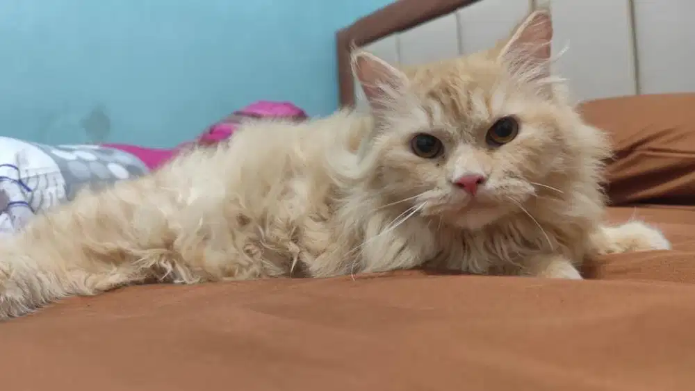 Kucing persia flatnose