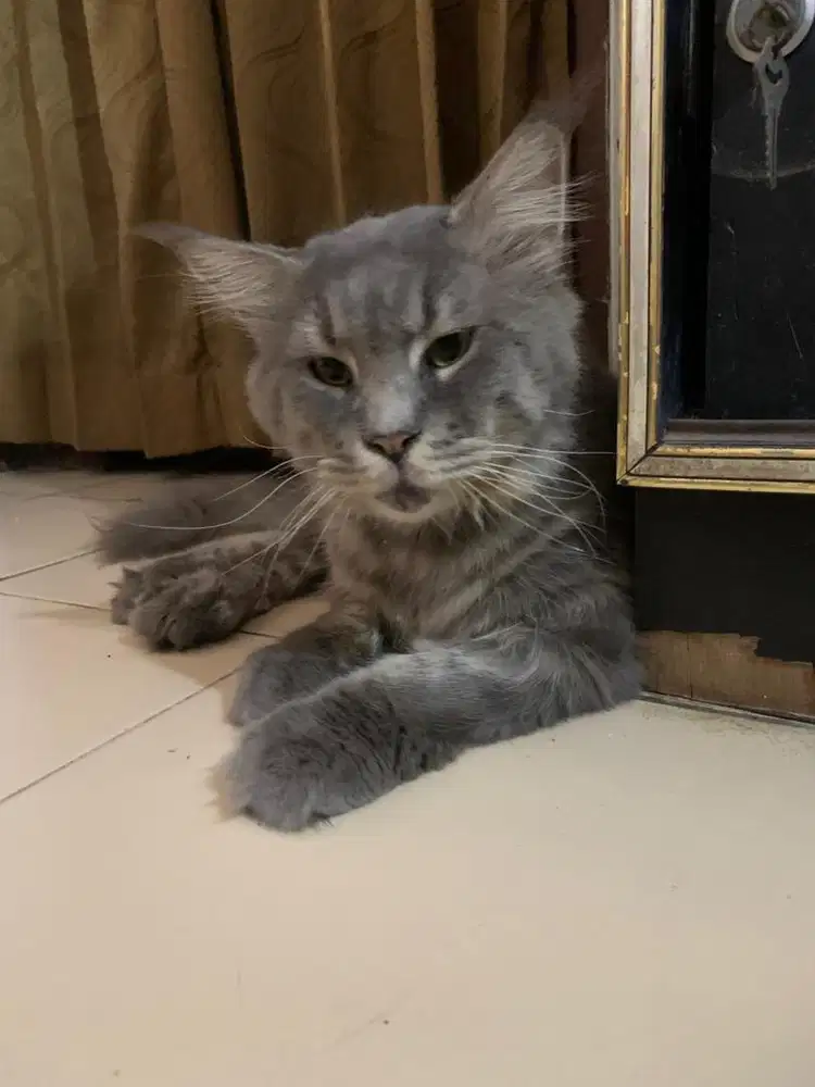 Mainecoone dewasa jantan