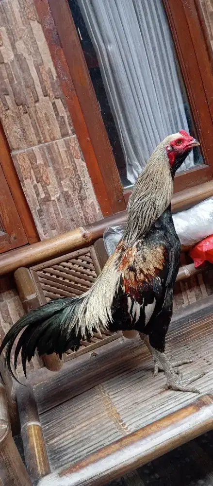 Ayam mangon jajangkar ukuran 2.5