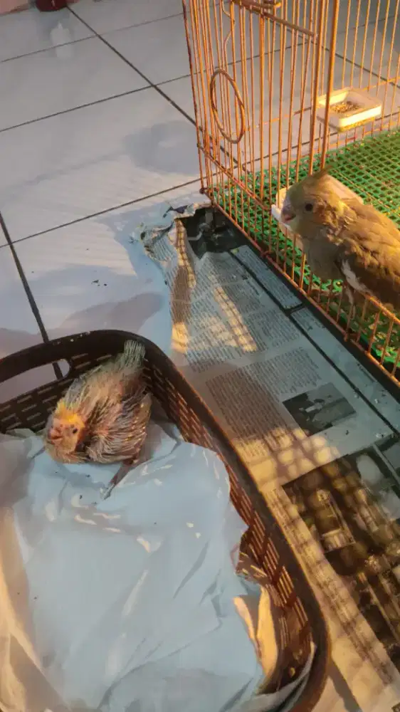 Falk lolohan (Parkit Australia Lolohan) Nurut, Respon Spet