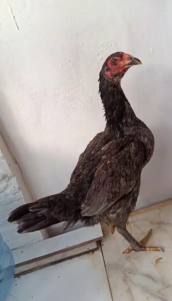 Ayam bangkok pakoy betina