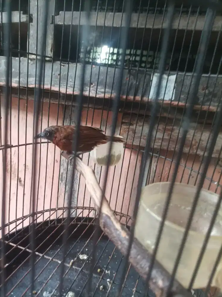 Jual aja pulset burung TPA,Tepus pala abu lokasi otista 3 jaktim