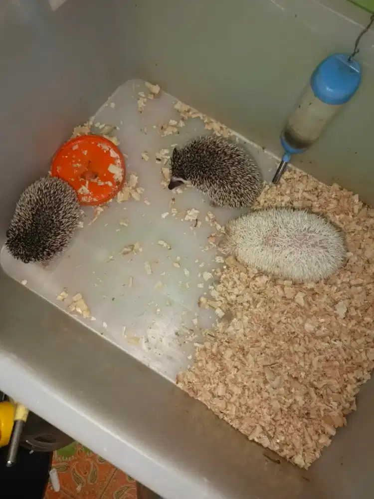 LANDAK MINI KELAMIN JANTAN