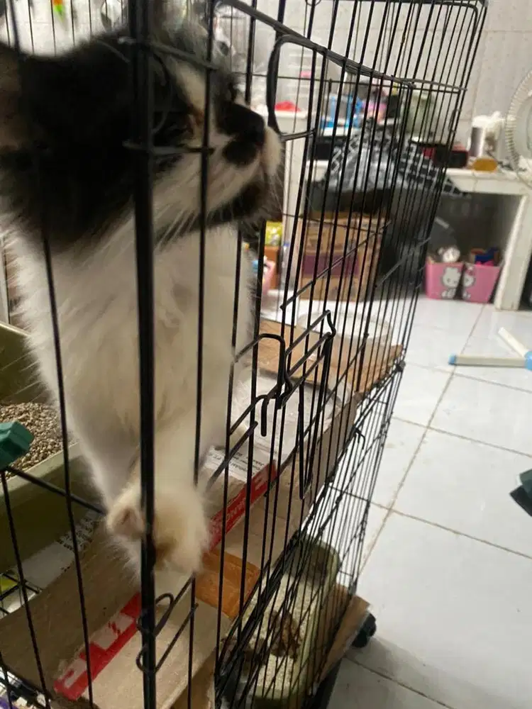 kucing persia jantan kitten nego