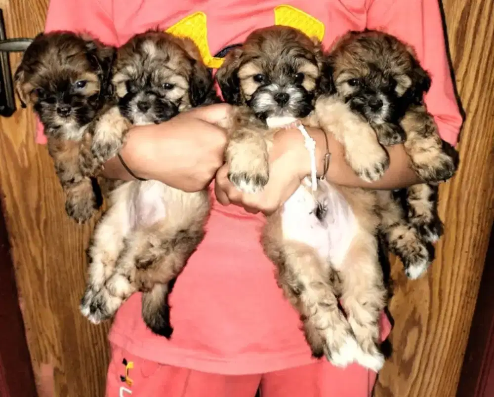 Jual anakan shipo (shihtzu mix poodle)