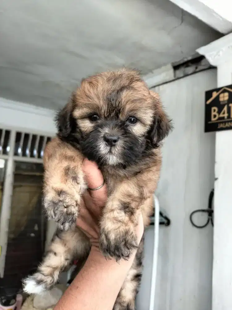 Jual murah anakan shipo (shihtzu mix poodle)