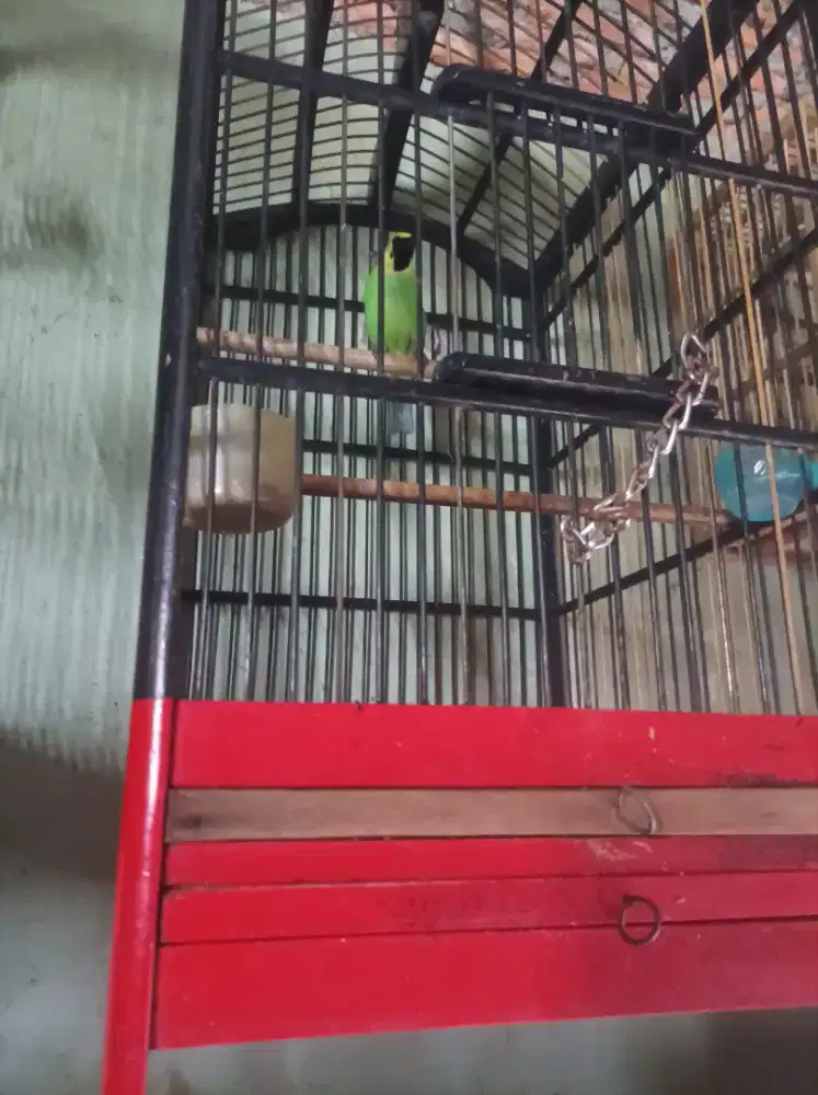 Jual burung cak ranting jual pulset atau burja