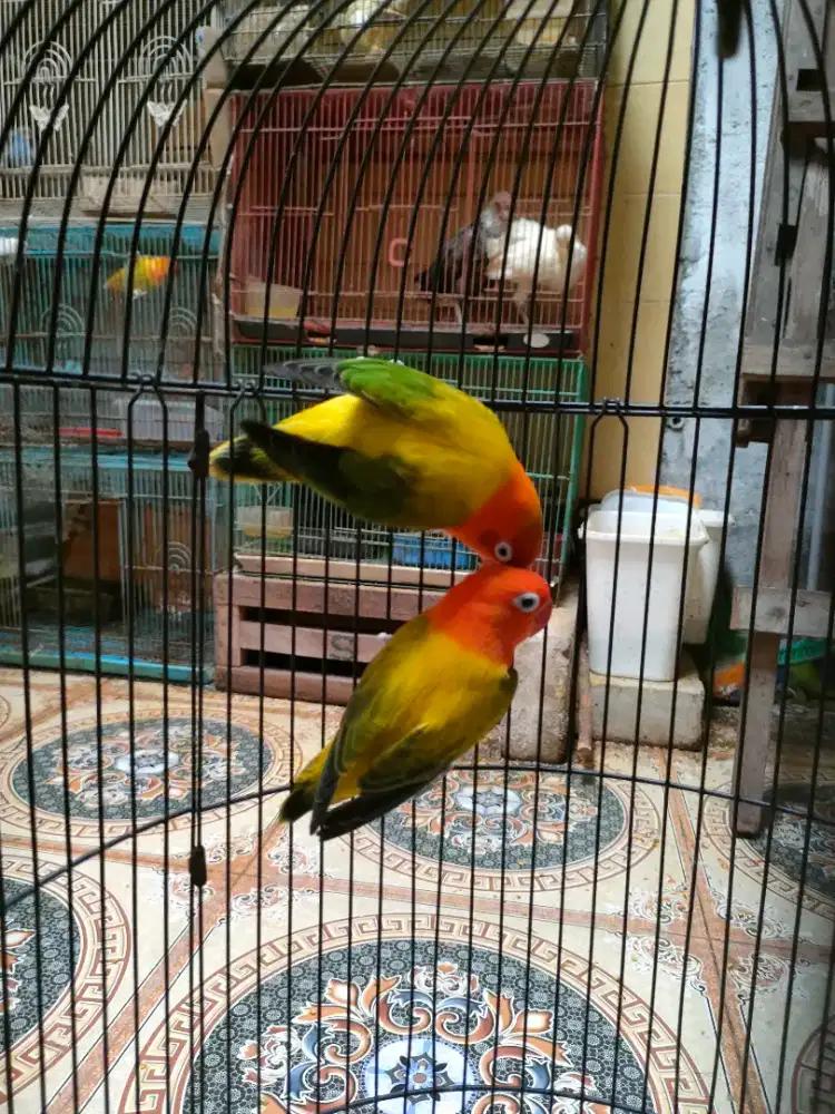 Burung Lovebird Biola uwing gold jntan x betina janda biola uwing