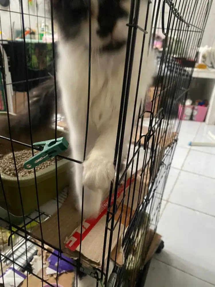 kucing persia jantan kitten nego