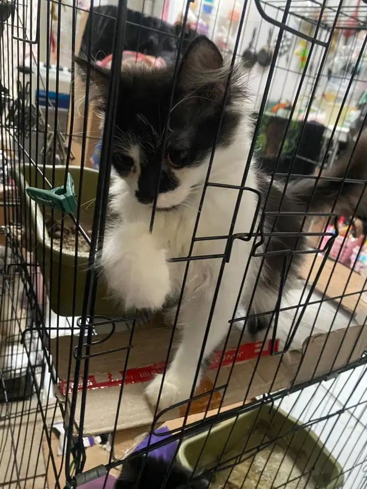 kucing persia jantan kitten nego