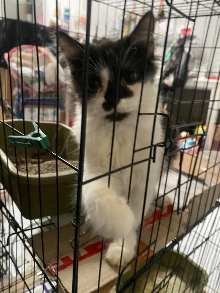 kucing persia jantan kitten nego