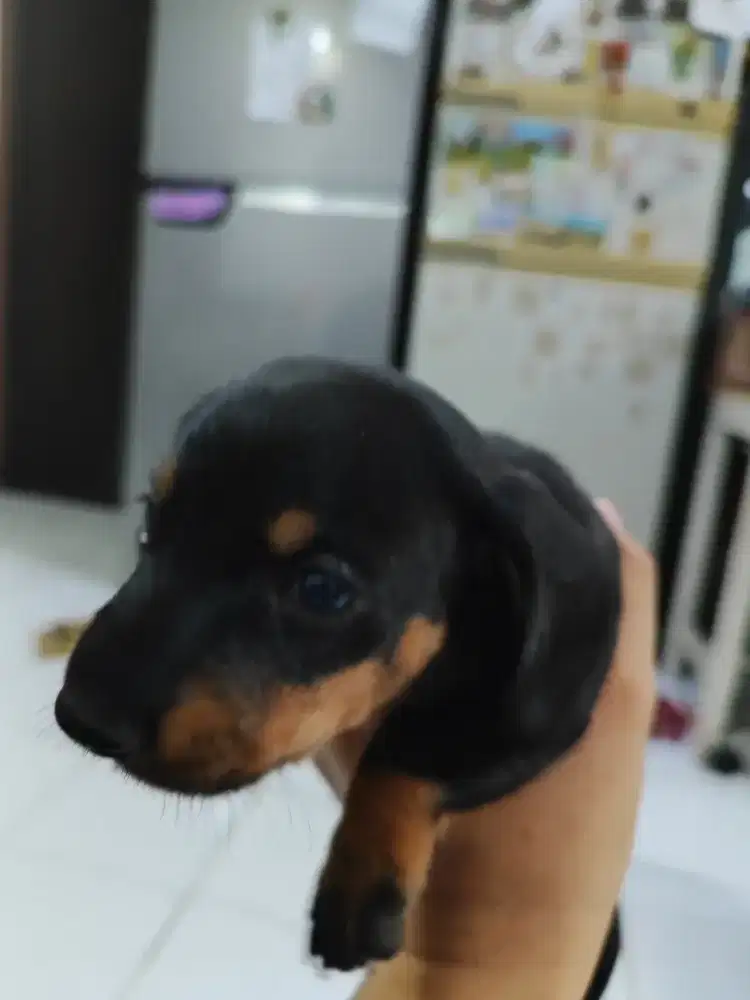 Adopsi Anak Anjing Tekel Jantan