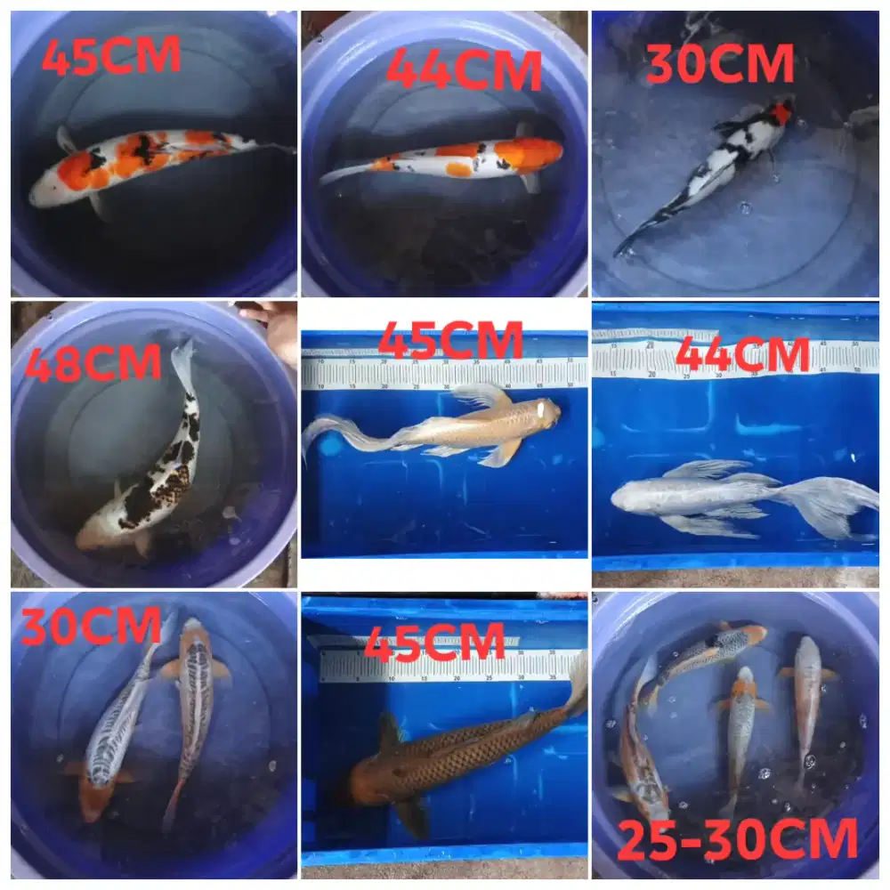 Borongan 13 ekor koi blitar